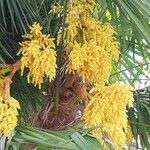 Trachycarpus fortunei Цветок