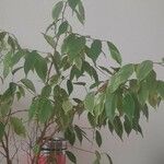Ficus retusa Ліст