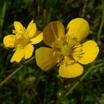 Ranunculus canus Flower