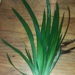 Neomarica northiana Folha
