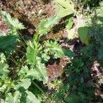 Eryngium giganteum Blatt