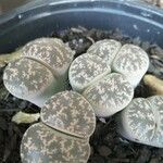 Lithops pseudotruncatella Leaf