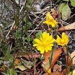 Crepis capillaris Flower