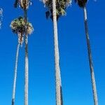 Washingtonia filifera Habit