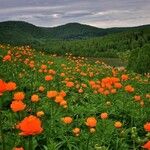 Trollius asiaticus Flower