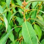 Quercus myrsinifolia Blatt