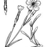 Dianthus furcatus Other