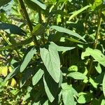 Desmodium canadense Blatt