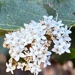 Stevia ovata Fleur