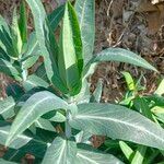 Euphorbia lathyris পাতা