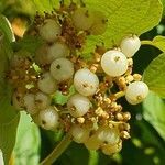 Cornus sericea ফল