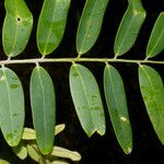 Machaerium biovulatum Leaf