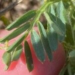 Vicia onobrychioides 葉