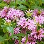 Monarda fistulosa عادت