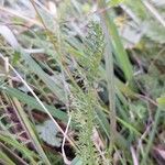 Achillea setacea Levél