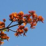 Erythrina poeppigiana Λουλούδι