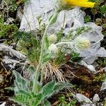 Hieracium villosum फूल