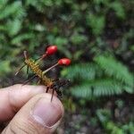 Piper borbonense Fruit