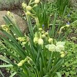 Narcissus spp. Plante entière