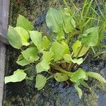 Alisma plantago-aquatica Folha
