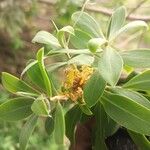 Lasiosiphon glaucus Flower