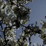 Magnolia kobus Kvet