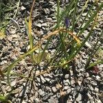 Brodiaea californica List