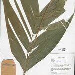 Geonoma maxima Leaf