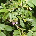 Lonchocarpus lanceolatus Virág