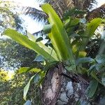 Aechmea nudicaulis Blad