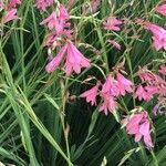 Watsonia borbonica Blomst