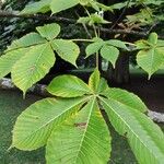 Aesculus turbinata Yaprak