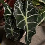 Alocasia sanderianaDeilen