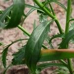 Lepidium densiflorum Fuelha