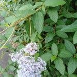 Ceanothus americanus Fulla