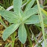 Pilosella lactucella Leaf