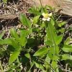 Tridax procumbens Foglia