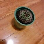 Sempervivum tectorumList