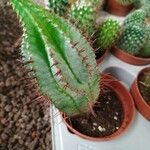 Euphorbia horrida पत्ता