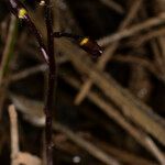 Utricularia australis Tervik taim