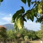 Carpinus japonica Fruit