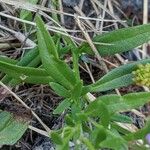 Polygala alpestris Blatt