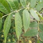 Fraxinus excelsior 葉