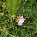 Malva alcea Flower