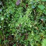 Wahlenbergia hederacea Hábito