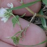 Trifolium ornithopodioides Virág