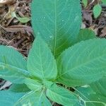 Impatiens parviflora Leaf