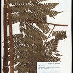 Cyathea cyatheoides Folla