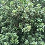 Aglaia elaeagnoidea Natur