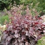 Heuchera micrantha Leaf